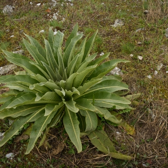 Geoparcul Platoul Mehedinți